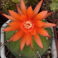 Matucana madisoniorum Sobolev