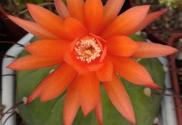 Matucana madisoniorum Sobolev