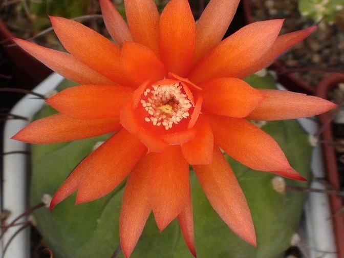 Matucana madisoniorum Sobolev