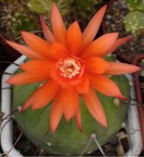 Matucana madisoniorum Sobolev