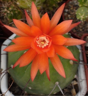 Matucana madisoniorum Sobolev