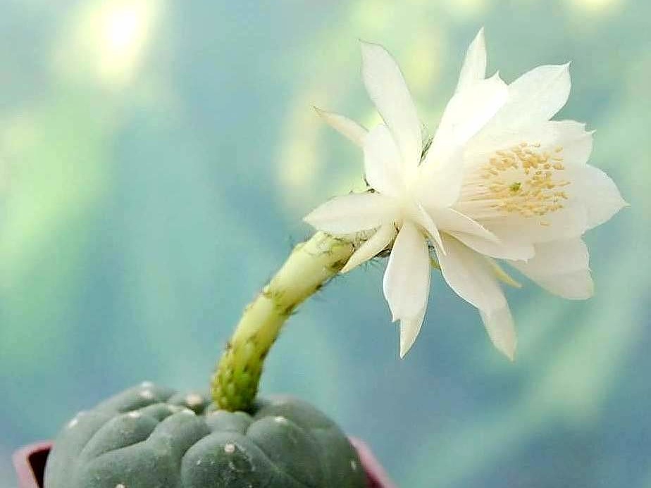 Matucana madisoniorum f albiflora Ru FG