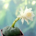 Matucana madisoniorum f albiflora Ru FG