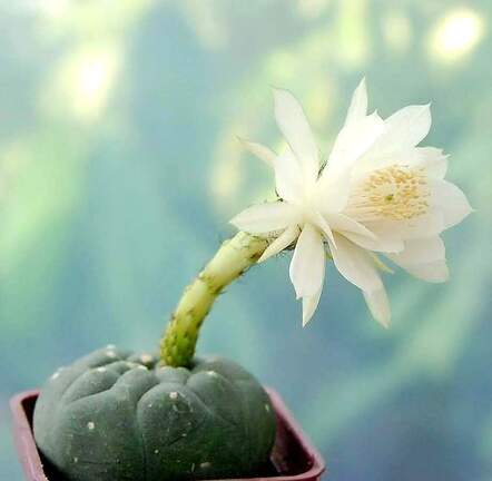 Matucana madisoniorum f albiflora Ru FG