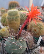 Matucana madisoniorum v asterium Ru FG