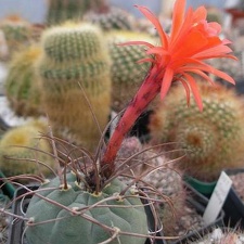 Matucana madisoniorum v asterium Ru FG