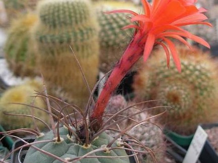 Matucana madisoniorum v asterium Ru FG