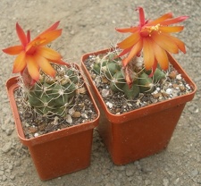 Matucana paucicostata