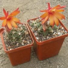 Matucana paucicostata