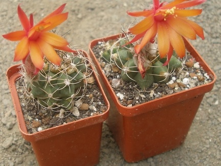 Matucana paucicostata