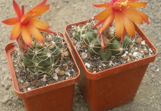 Matucana paucicostata
