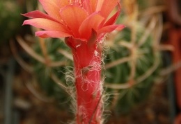 Matucana paucicostata 001