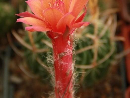 Matucana paucicostata 001