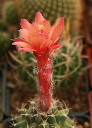 Matucana paucicostata 001