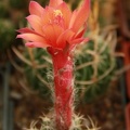 Matucana paucicostata 001