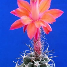 Matucana paucicostata Lira