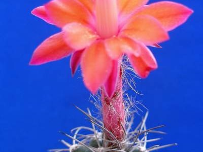 Matucana paucicostata Lira