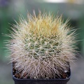 Matucana weberbaueri