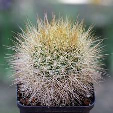 Matucana weberbaueri
