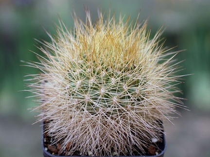 Matucana weberbaueri