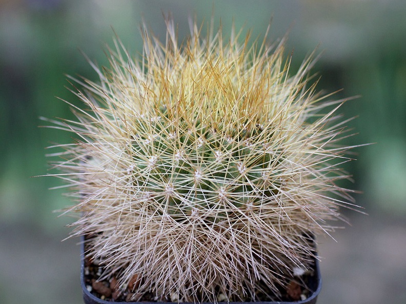 Matucana weberbaueri