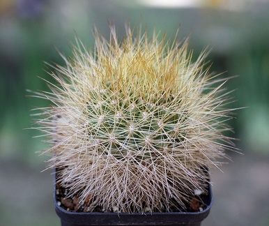 Matucana weberbaueri