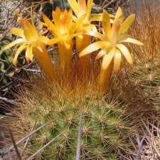 Matucana weberbaueri Fom