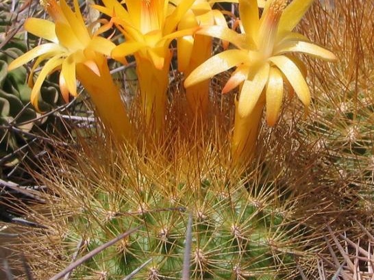 Matucana weberbaueri Fom