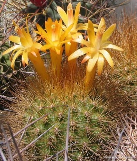 Matucana weberbaueri Fom