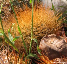 Matucana weberbaueri Fom1