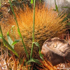 Matucana weberbaueri Fom1