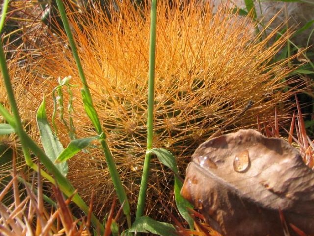 Matucana weberbaueri Fom1