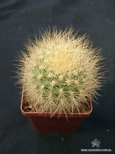 Matucana weberbaueri Gorb