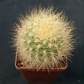 Matucana weberbaueri Gorb