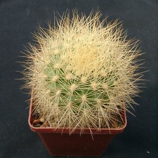 Matucana weberbaueri Gorb