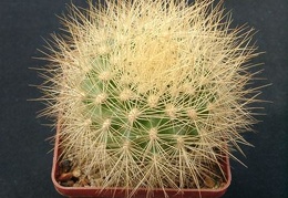 Matucana weberbaueri Gorb