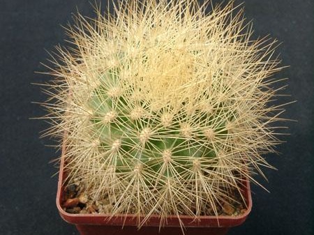 Matucana weberbaueri Gorb