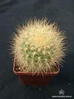 Matucana weberbaueri Gorb