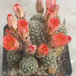 Mediolobivia (Lobivia)