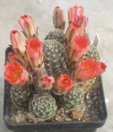 MEDIOLOBIVIA pygmaea