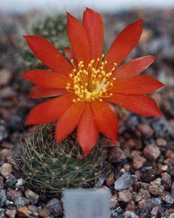 Mediolobivia tropaeolipicta 