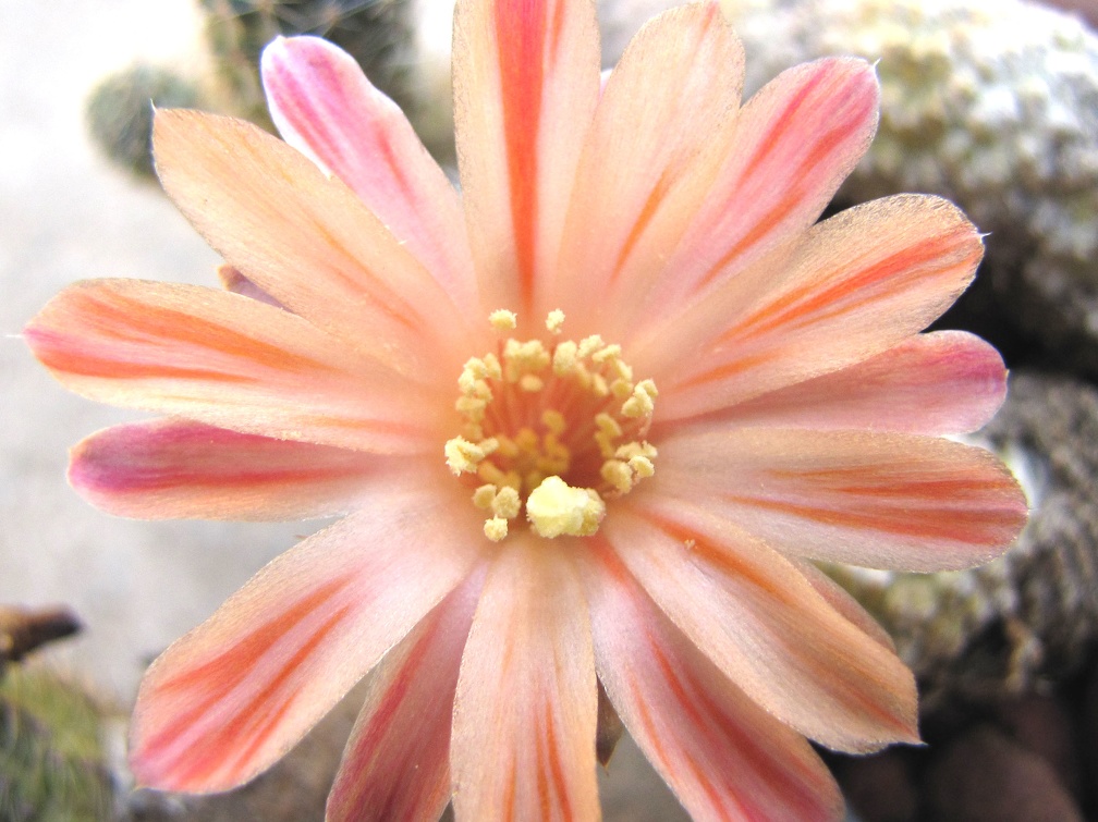 Mediolobivia haagei
