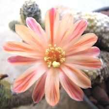 Mediolobivia haagei