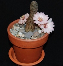 Ph Mediolobivia canacruzensis Moksa