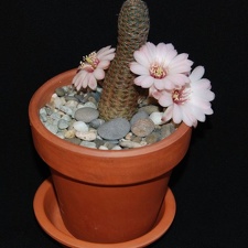 Ph Mediolobivia canacruzensis Moksa