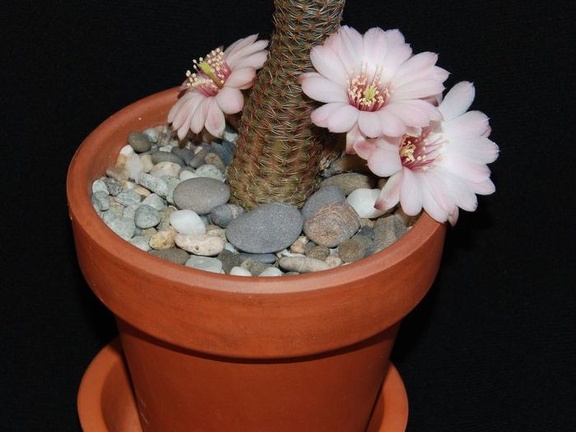 Ph Mediolobivia canacruzensis Moksa
