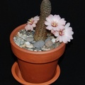 Ph_Mediolobivia_canacruzensis_Moksa.jpg