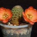 Ph Mediolobivia pygmaea RH 526 VitNat