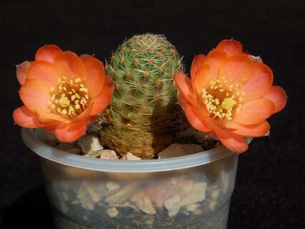 Ph Mediolobivia pygmaea RH 526 VitNat