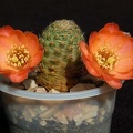 Ph_Mediolobivia_pygmaea_RH_526_VitNat.jpg